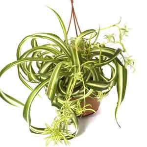 Curly Spider Plant Plant Care: Water, Light, Nutrients