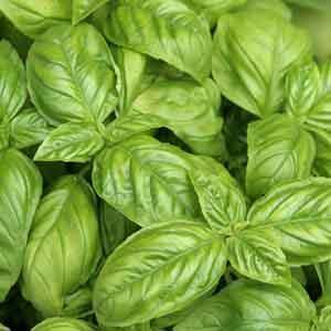 Basil Italian Large Leaf Ocimum basilicum Geoponics