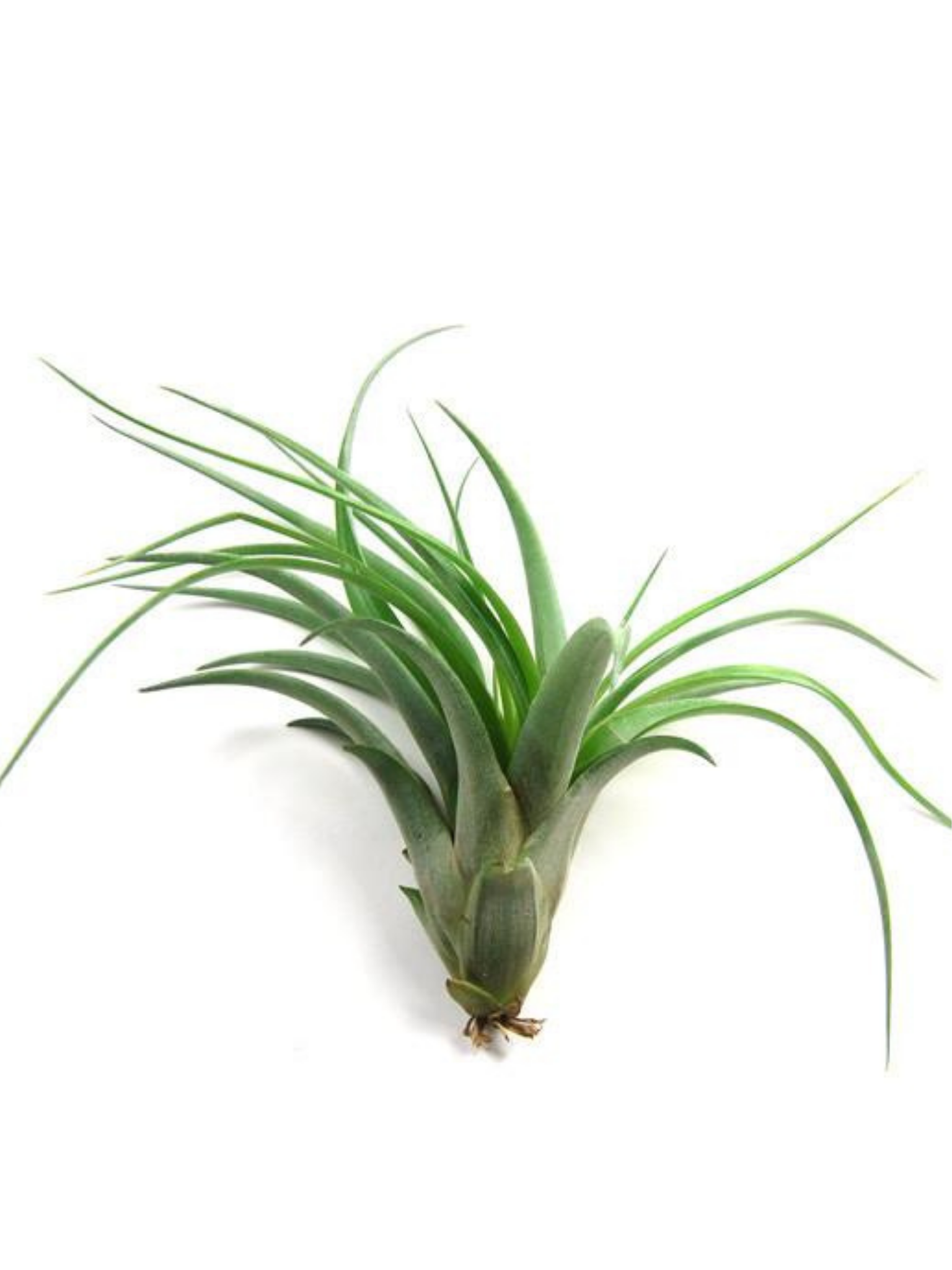 Tillandsia multifloral – Geoponics