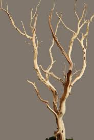 What Are Manzanita Perches?