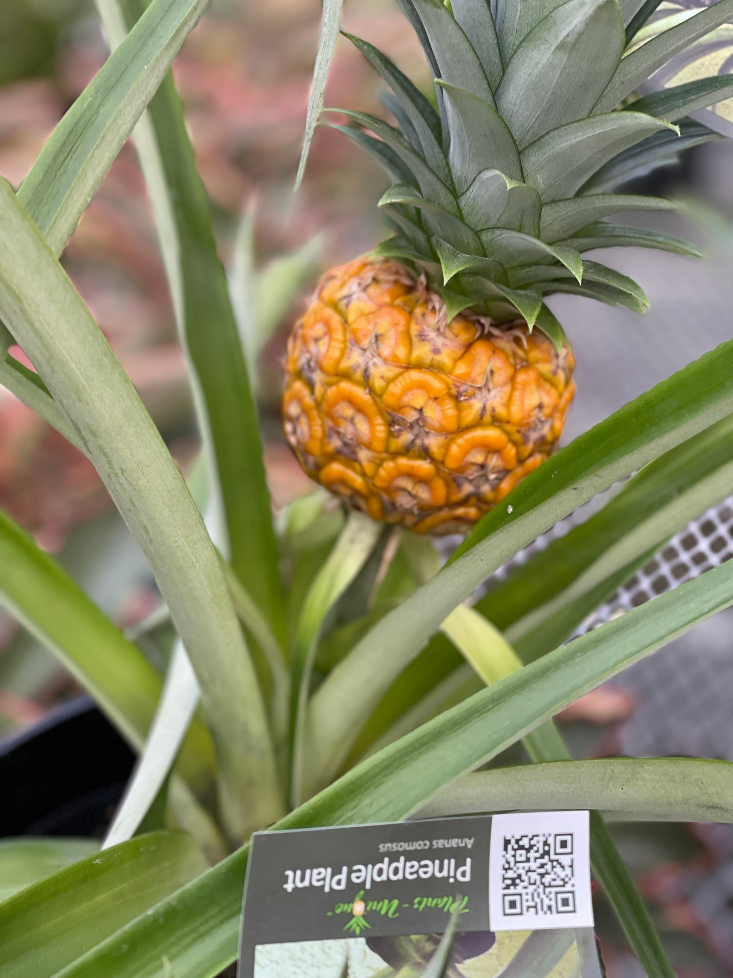 Pineapple in growing pot ceramic pot 6”