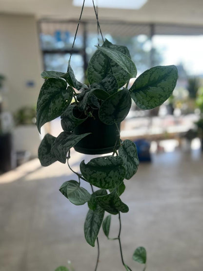 Satin Pothos Available at !