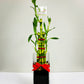 Fengshui Bamboo Plant (7 Stalks)