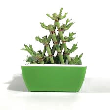 pyramid lucky bamboo with assorted pot)